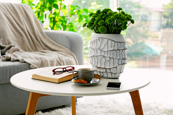 Coffee table plants cheap