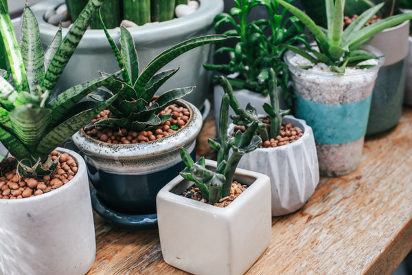 What to Fill Fake Plant Pots With