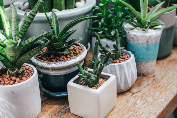 Frequently Asked Questions of How to fill a planter with a fake plant