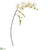 Silk Plants Direct Phalaenopsis Orchid Artificial Flower - White - Pack of 6