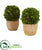 Silk Plants Direct Boxwood Ball Preserved Plant in Decorative Planter - Pack of 2