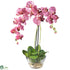 Silk Plants Direct Phalaenopsis - Purple - Pack of 1
