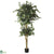 Silk Plants Direct Double Ball Ficus - Green - Pack of 1