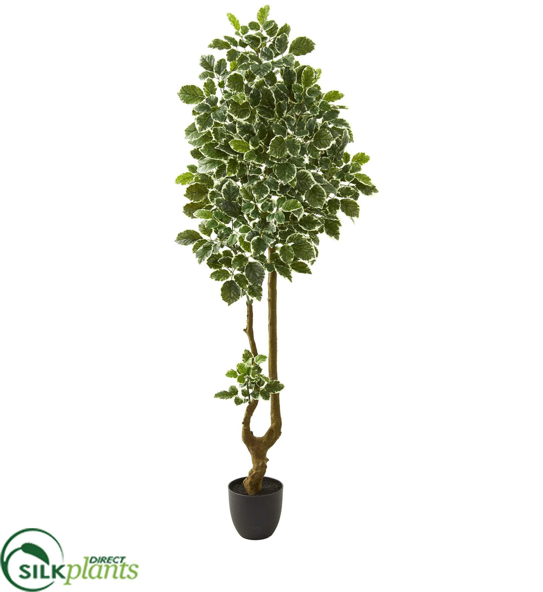 Silk Plants Direct Variegated Aralia Artificial Tree Pack of 1