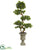 Silk Plants Direct Pittosporum Artificial Tree - Pack of 1