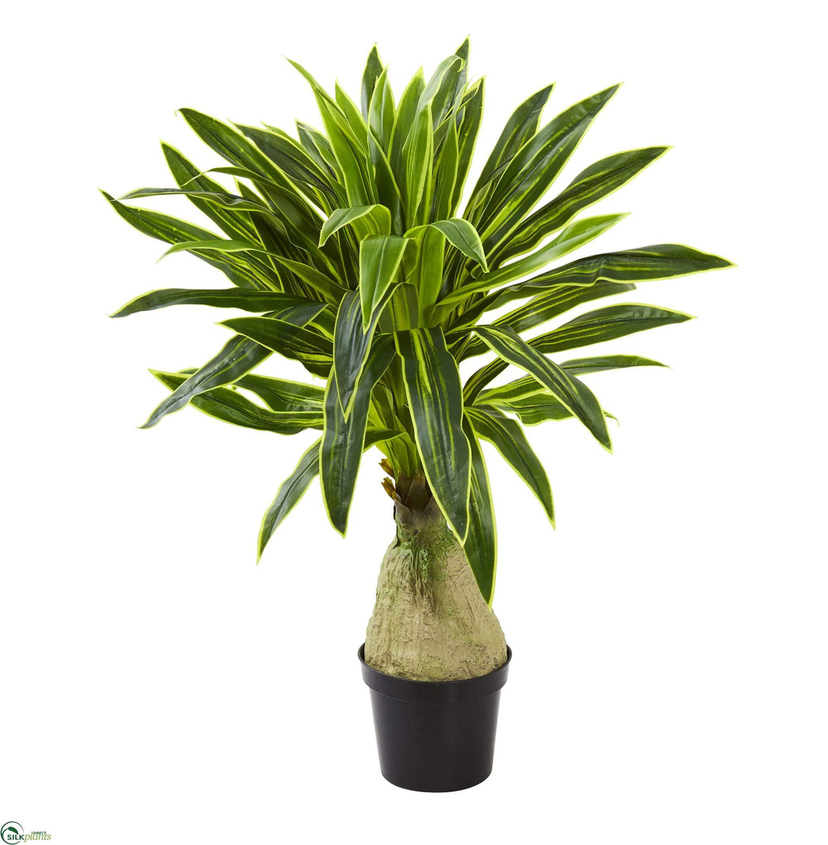 variagated peace lily Variegated peace lily “sensation” starter plant **(ALL plants require –  GoldenGreeneryCo main image 0