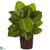 Silk Plants Direct Large Leaf Philodendron - Pack of 1