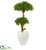 Silk Plants Direct Bonsai Styled Podocarpus Artificial Tree - Pack of 1