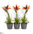 Silk Plants Direct Bird of Paradise and Succulent Artificial Arrangement - Pack of 1
