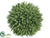 Seed Ball - Green - Pack of 12