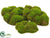 Mood Moss - Green - Pack of 6