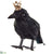 Crow With Crown - Black Gold - Pack of 12