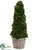 Preserved Celosia Cone Topiary - Green - Pack of 1