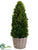 Preserved Boxwood Cone Topiary - Green - Pack of 1
