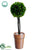 Preserved Boxwood Ball Topiary - Green - Pack of 6