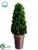 Preserved Boxwood Cone Topiary - Green - Pack of 6