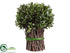 Silk Plants Direct Preserved Boxwood Bundle - Green - Pack of 4