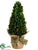 Preserved Boxwood Topiary Cone - Green - Pack of 4