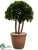 Preserved Boxwood Topiary Ball - Green - Pack of 2