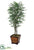 Silk Plants Direct Ming Aralia Tree - Green - Pack of 1