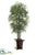 Silk Plants Direct False Aralia Black Bamboo Tree - Green - Pack of 1