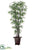Silk Plants Direct Black Bamboo Tree - Green - Pack of 1
