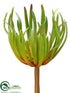 Silk Plants Direct Spike Aeonium Pick - Green - Pack of 24