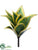 Agave Plant - Green Cream - Pack of 24