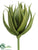 Mini Agave - Green - Pack of 12