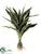 Aloe Plant - Green White - Pack of 4