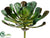 Aeonium Plant - Green - Pack of 6