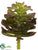 Aeonium Pick - Burgundy Green - Pack of 24