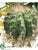 Barrel Cactus - Green - Pack of 2