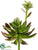 Echeveria Plant - Green - Pack of 6