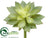 Echeveria Pick - Green - Pack of 24