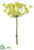 Dill Spray - Yellow - Pack of 6