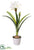 Silk Plants Direct Amaryllis Plant - White - Pack of 1