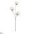Dandelion Spray - White - Pack of 12