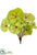 Begonia Bush - Green Plum - Pack of 12