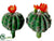 Barrel Cactus - Green Orange - Pack of 12