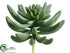 Silk Plants Direct Spike Aeonium - Green - Pack of 6