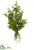 Juniper Spray With Roots - Green - Pack of 6