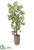 Peperomia Tree - Green - Pack of 1