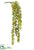 Donkey's Tail Hanging Pick - Green - Pack of 12