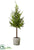 Silk Plants Direct Juniper Tree - Green - Pack of 1