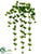 Sedum Vine - Green - Pack of 12