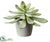 Silk Plants Direct Aeonium - Green Gray - Pack of 4