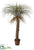 Desert Palm Tree - Green Gray - Pack of 1