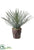 Yucca - Green Gray - Pack of 2
