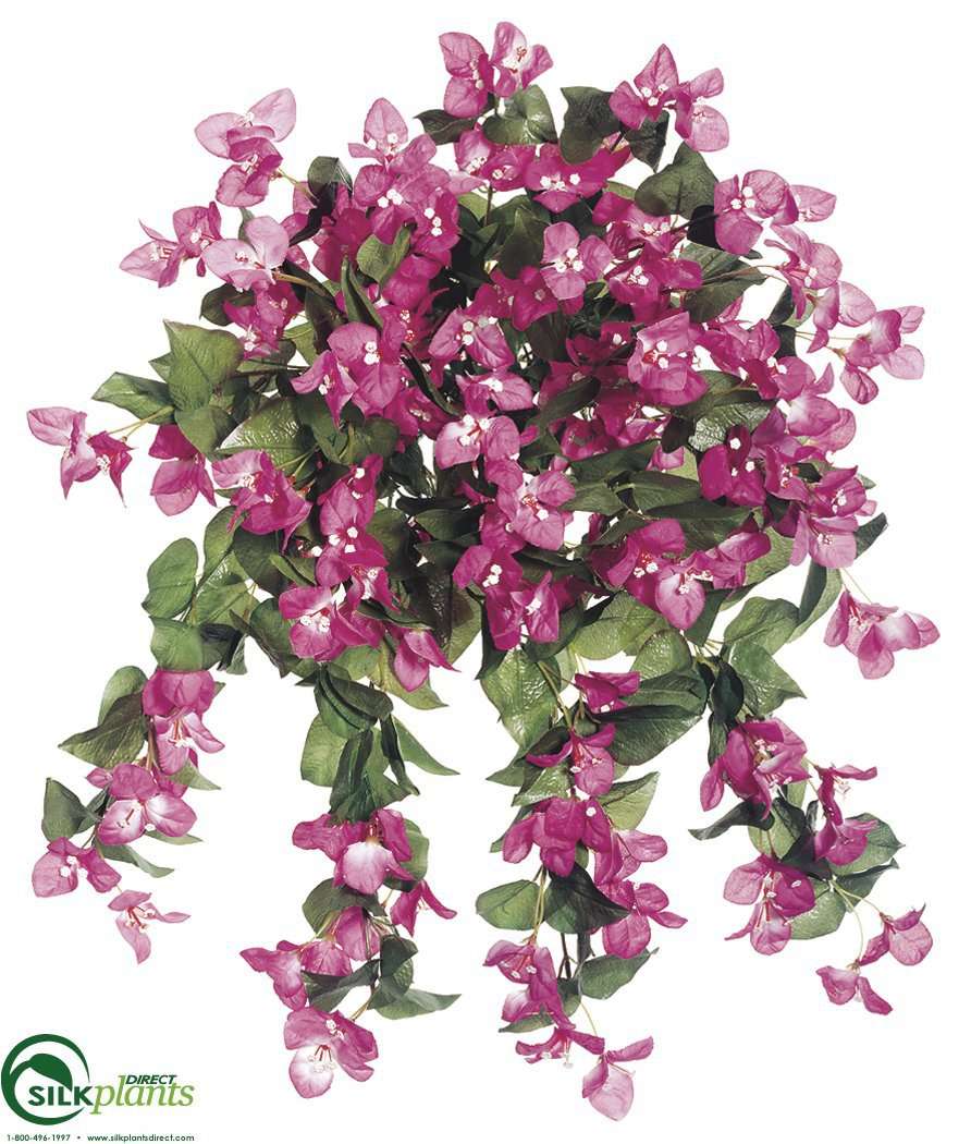 Bougainvillea Hanging Bush Cinnamon Two Tone Pack of 4 (CTT/IC